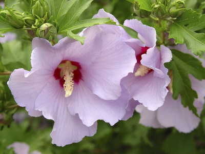 Rose Of Sharon, Tower Hill Botanic Garden, Boylston, Massachusetts, Usa by Lisa S. Engelbrecht Pricing Limited Edition Print image