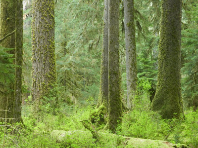 Hall Of Mosses Of The Hoh Rainforest, Olympic National Park, Washington, Usa by Terry Eggers Pricing Limited Edition Print image