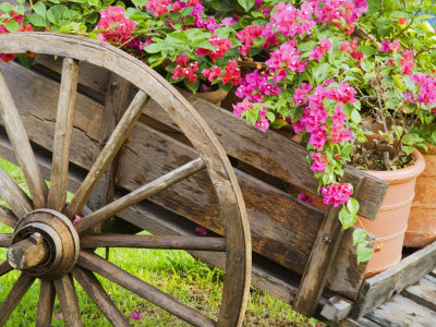 Potted Bougainvillea Plants, Playa De Carmen, Quintana Roo, Mexico by Julie Eggers Pricing Limited Edition Print image