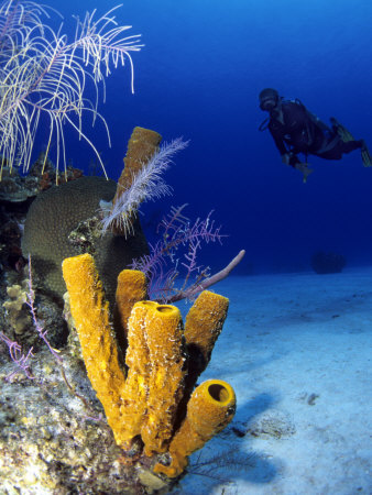 Diver And Yellow Tube Sponge, Caribbean by Michael Defreitas Pricing Limited Edition Print image
