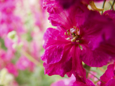 Larkspur Close Up Growing In Mass, Willamette Valley, Oregon, Usa by Terry Eggers Pricing Limited Edition Print image