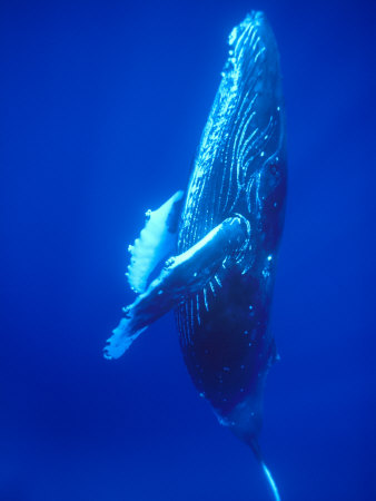 Humpback Whale Underwater, Big Island, Hawaii, Usa by Jon Cornforth Pricing Limited Edition Print image