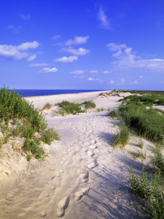 Pea Island Beach, Outer Banks, North Carolina, Usa by Michael Defreitas Pricing Limited Edition Print image