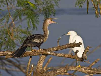 Anhinga And Snowy Ergret, Edinburg World Birding Center, Edinburg, Texas, Usa by Larry Ditto Pricing Limited Edition Print image