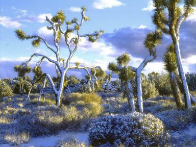 Snow-Covered Joshua Trees, Joshua Tree National Park, California, Usa by Christopher Talbot Frank Pricing Limited Edition Print image