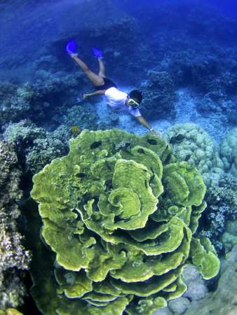 Giant Lettuce Coral Rock Islands, Palau by Michael Defreitas Pricing Limited Edition Print image