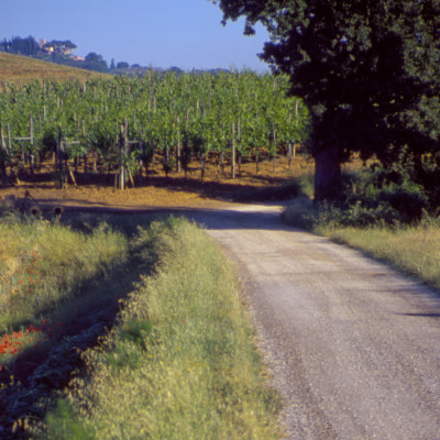 Chianti Lane by Eloise Patrick Pricing Limited Edition Print image