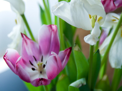Tulips, Pink And White by Eloise Patrick Pricing Limited Edition Print image