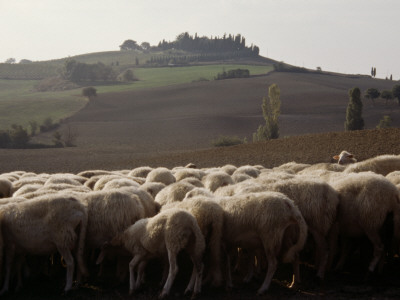 Sheep In Tuscany by Eloise Patrick Pricing Limited Edition Print image