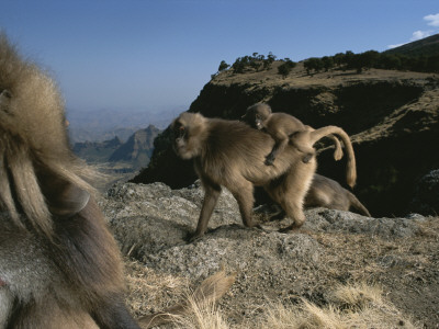 A Male Gelada, Theropithecus Gelada, Watches A Female With Infant by Michael Nichols Pricing Limited Edition Print image