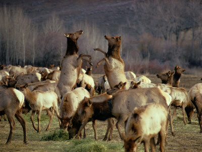Elk Cows Spar In The Midst Of A Wintering Herd by Sam Abell Pricing Limited Edition Print image