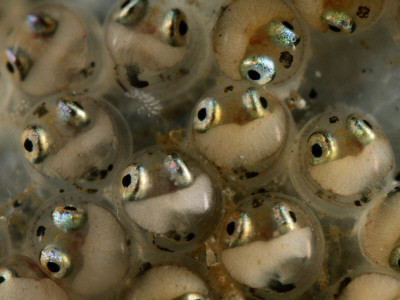Striped Blenny Fish Eggs Magnified 120 Times by George Grall Pricing Limited Edition Print image