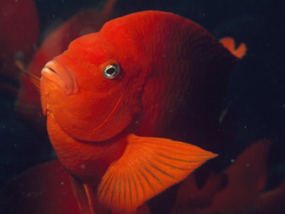 Portrait Of A Garibaldi Fish by Bates Littlehales Pricing Limited Edition Print image