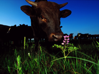 Cattle Enjoy Grazing On The Tall Grass Prairie by Raymond Gehman Pricing Limited Edition Print image