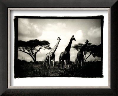 Long Necks Ii by Micheal Cole Pricing Limited Edition Print image