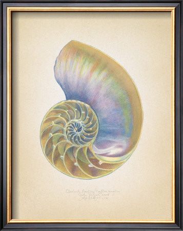 Nautilus Cross Section by Richard Van Genderen Pricing Limited Edition Print image