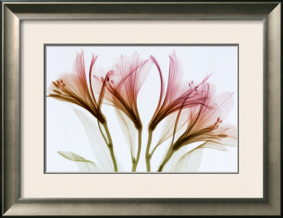 Alstromeria by Steven Meyers Pricing Limited Edition Print image