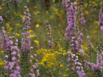 Purple And Yellow Wildflowers by Raymond Gehman Pricing Limited Edition Print image