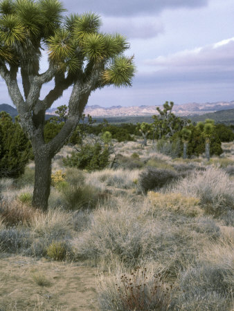 View Of The Movaje Desert, With Joshua Trees And Distant Mountains by Stephen Sharnoff Pricing Limited Edition Print image