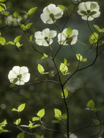 Backlit Flowers Of A Dogwood Tree With Shining Green Leaves by Stephen Sharnoff Pricing Limited Edition Print image