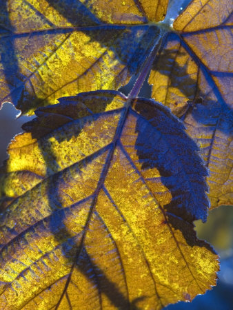 Close-Up Of Yellow Winter Leaves With Purple Shadows On Them by Stephen Sharnoff Pricing Limited Edition Print image