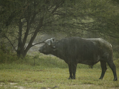 African Buffalo (Syncerus Caffer)Standing In The Rain by Beverly Joubert Pricing Limited Edition Print image