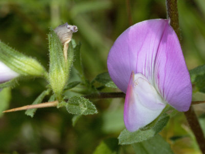 Ononis Campestris, The Spiney Restharrow, Or Possibly Ononis Spinosa by Stephen Sharnoff Pricing Limited Edition Print image