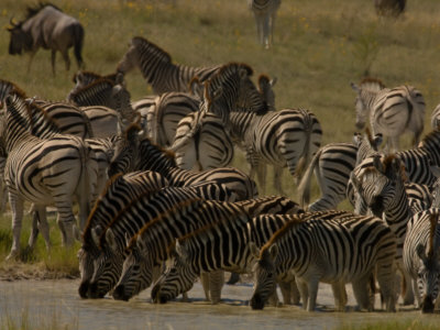 Herd Of Burchell's Zebras And A Wildebeest At A Watering Hole by Beverly Joubert Pricing Limited Edition Print image