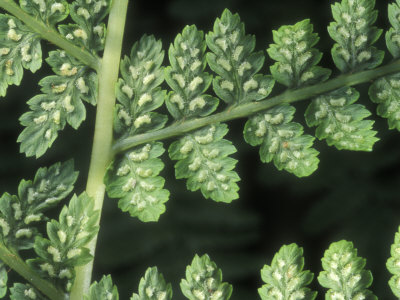 Underside Of A Lady Fern, Athyrium Felix-Femina, Showing Sori by Stephen Sharnoff Pricing Limited Edition Print image