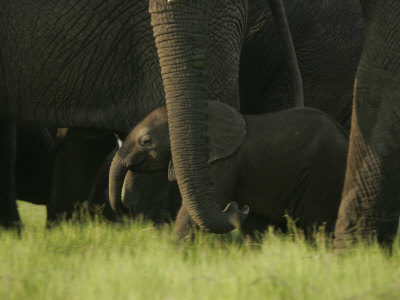 Baby African Elephant (Loxodonta Africana) by Beverly Joubert Pricing Limited Edition Print image