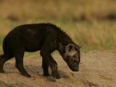 Spotted Hyena (Crocuta Crocuta) Cub by Beverly Joubert Pricing Limited Edition Print image