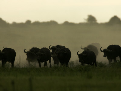 African Buffalo (Syncerus Caffer)Walking In Mist by Beverly Joubert Pricing Limited Edition Print image