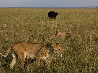 African Lioness Eating Near A Watchful African Buffalo by Beverly Joubert Pricing Limited Edition Print image