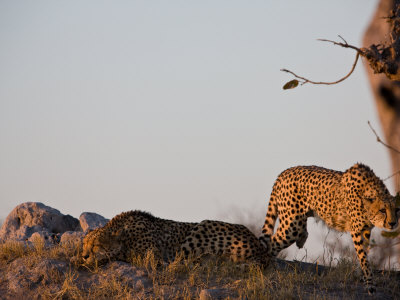 Cheetah Walking Around Another That's Sleeping by Beverly Joubert Pricing Limited Edition Print image