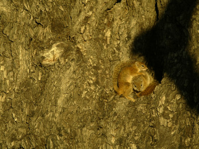 African Tree Squirrels (Paraxerus Cepai) by Beverly Joubert Pricing Limited Edition Print image