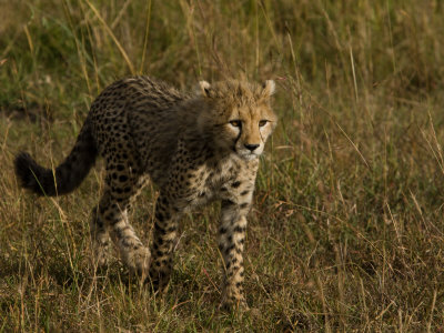 Young Cheetah Walking Through Tall Grasses by Beverly Joubert Pricing Limited Edition Print image