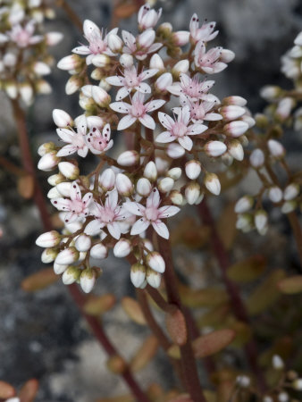 Close-Up Of White And Pink Sedum Flowers In Provence, France by Stephen Sharnoff Pricing Limited Edition Print image