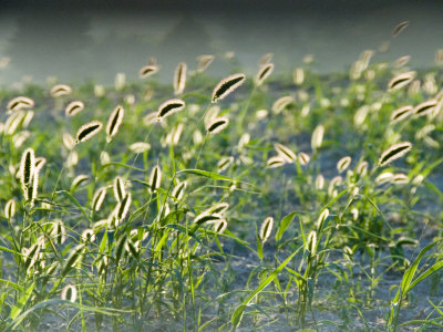 Close Shot Of Backlit Grasses In Provence, France by Stephen Sharnoff Pricing Limited Edition Print image