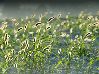 Close Shot Of Backlit Grasses In Provence, France by Stephen Sharnoff Pricing Limited Edition Print image