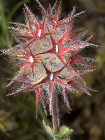 Red Flower Of Trifolium Stellatum, Star Clover by Stephen Sharnoff Pricing Limited Edition Print image