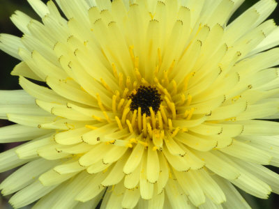 Yellow Flower Of Urospermum Dalechampii, A Yellow Composite by Stephen Sharnoff Pricing Limited Edition Print image