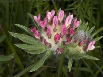 Anthyllis Vulneraria, La Vuln?©Raire, Or Kidney-Vetch by Stephen Sharnoff Pricing Limited Edition Print image