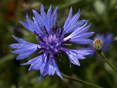 Centaurea Cyanus, The Cornflower, Or Bluebottle, Le Bluet De Champs by Stephen Sharnoff Pricing Limited Edition Print image