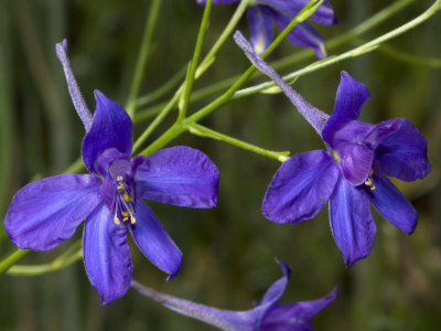 Close-Up Of A Pair Of Purple Delphinium, Or Larkspur Flowers by Stephen Sharnoff Pricing Limited Edition Print image