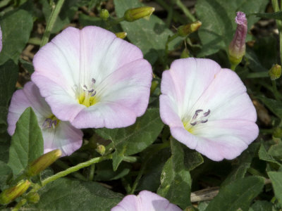 Convolvulus Cantabrica, The Pink Convolvulus, Possibly C. Althaeoides by Stephen Sharnoff Pricing Limited Edition Print image