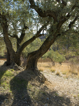 Old Olive Trees In An Orchard In Provence With Shadows by Stephen Sharnoff Pricing Limited Edition Print image