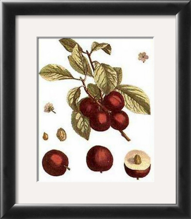 Plums by Henri Du Monceau Pricing Limited Edition Print image