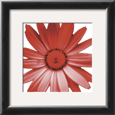 Orange Daisy by Prades Fabregat Pricing Limited Edition Print image