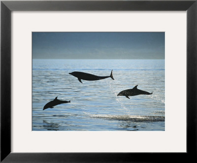 Bottlenose Dolphin by Francois Gohier Pricing Limited Edition Print image