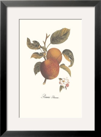 Apple, Pomme Princesse by Francois Langlois Pricing Limited Edition Print image